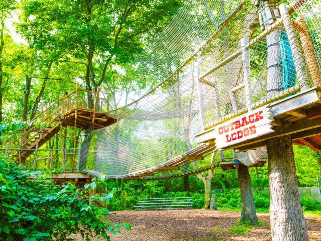 Tree house with bridge.